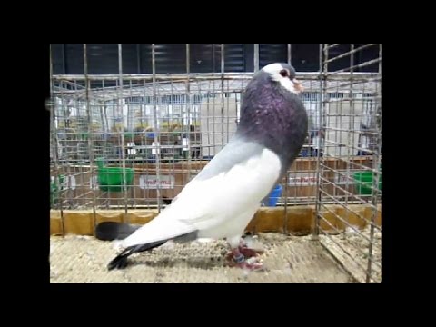 Czech Steller Cropper European pigeon show