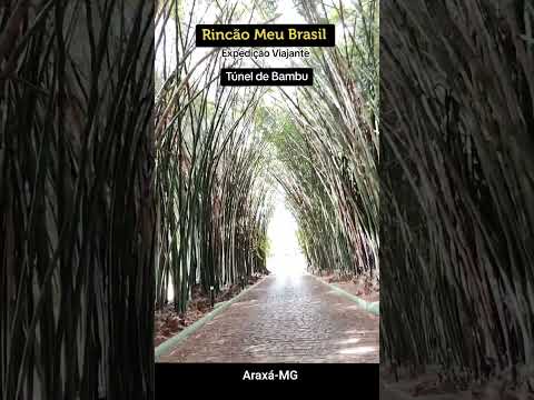 Túnel de Bambu - Riquezas de Minas #araxa #minasgerais #turismo #turismorural #brasil
