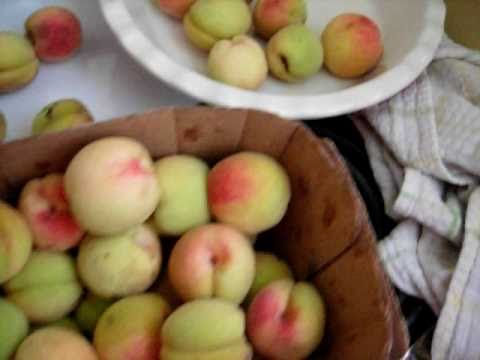 PEACHES!!! ~ FARMERS MARKET LOOT ~ Vid#47