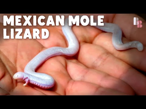 This is One of Nature’s Most Mysterious Little Creatures!