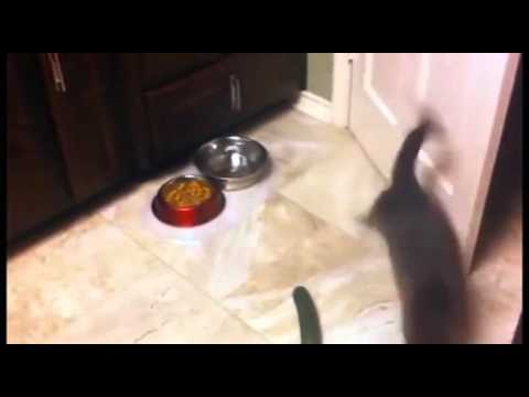 مواقف محرجة مع القطة