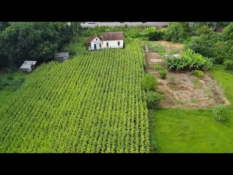 SÍTIO COM CASA ANTIGA A VENDA/ EM TRES COROAS RS 