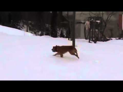 Dog Is Adorably Confused by Squeaky Toy