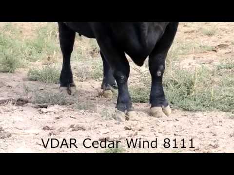 VDAR Cedar Wiind 8111