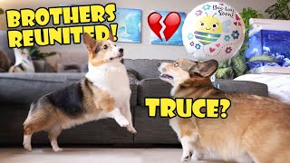 CORGI Brother's Reunion - Doesn't Go As Planned! || Life After College: Ep. 747