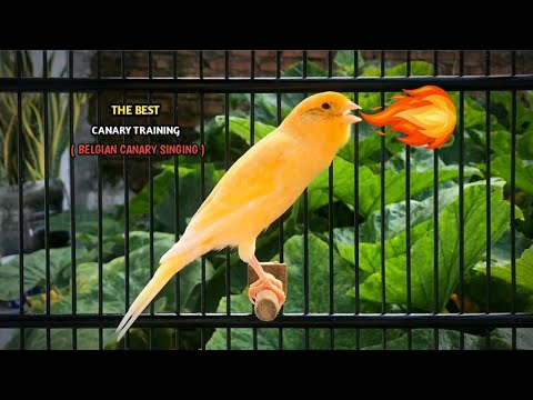 The Most Spectacular Canary Training‼️ Your Canary Will Sing Very Loudly🐦