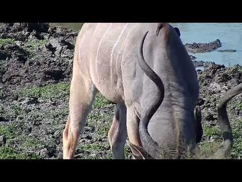 Djuma: Kudu bull - 14:45 - 04/26/19