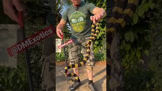 BEAUTIFUL BUT DEADLY SNAKE 😳