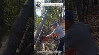Dual Chainsaw Teamwork for Fast Tree Removal | Professional Logging Technique