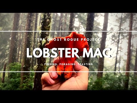 download lagu mp3 mp4 Lobster Mushroom Oregon, download lagu Lobster Mushroom Oregon gratis, unduh video klip Lobster Mushroom Oregon