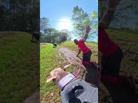Ulti Mutt Race Obstacle 17 #doberman