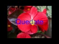 Chayanne Quedate Conmigo Con Letra HCM