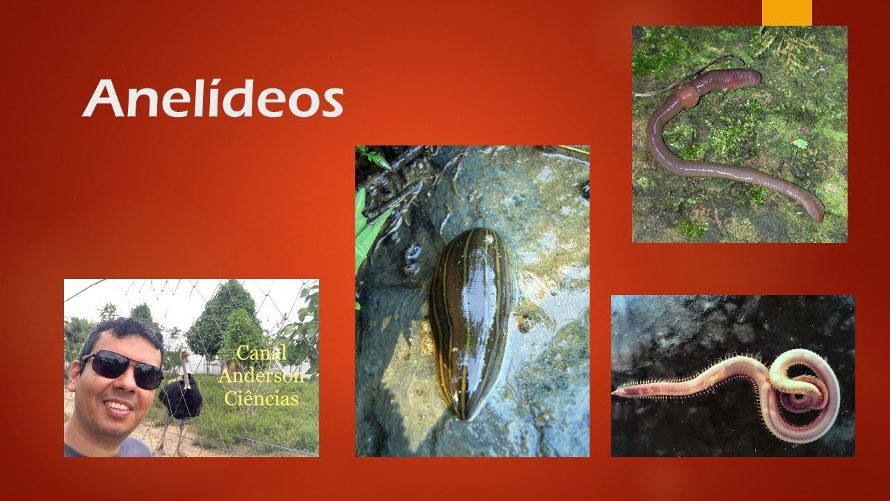 Anelídeos