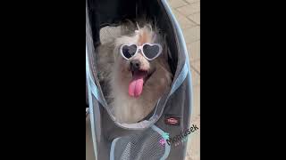 Šedá přepravní taška pro psy do 8kg