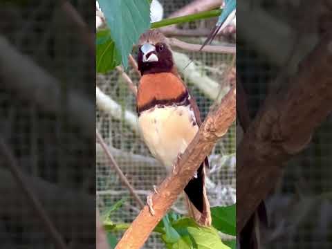Amada gaštanovoprsá (Lonchura castaneothorax) — video o speve a chove
