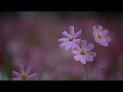 Giliane & Spillz Ochai _Faithful Lyrics Video