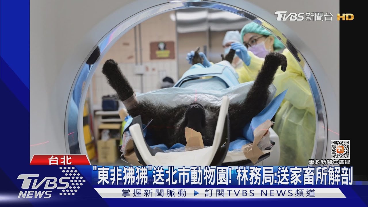 「東非狒狒」送北市動物園!林務局:送家畜所解剖
