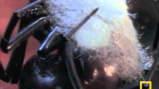 Spiders - Money Mark.m4v