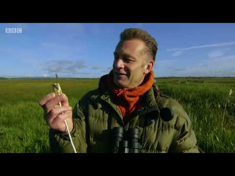 Chris Packham & Gary Moore record the drumming of a Snipe | Our Wild Adventures | Jul 2021