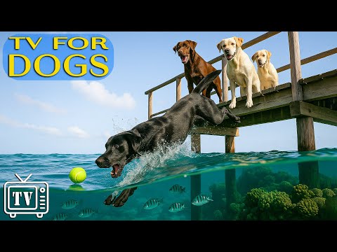 Dog TV for Dogs: All Day - Best Anti-Anxiety Video for Dogs! Prevent Boredom with Music for Dog! NEW