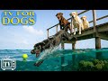 Dog TV For Dogs All Day Best Anti Anxiety Video For Dogs Prevent Boredom With Music For Dog NEW