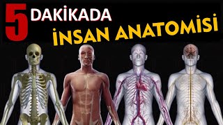 5 DAKİKADA İNSAN ANATOMİSİ!