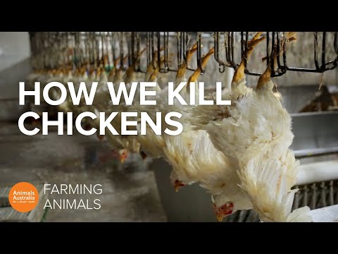 How slaughterhouses kill thousands of chickens an hour