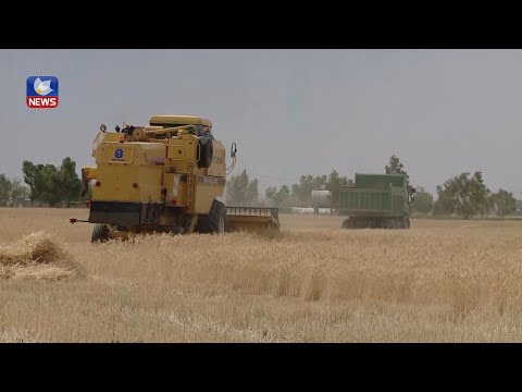 بەڤیدیۆ.. لە گەرمیان ماوەی چەند رۆژێکە وەرزی دروێنە دەستیپێکردووە