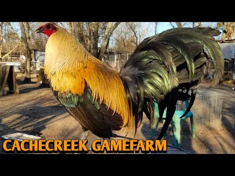 Grey Claret Sweater -CACHECREEK FARM