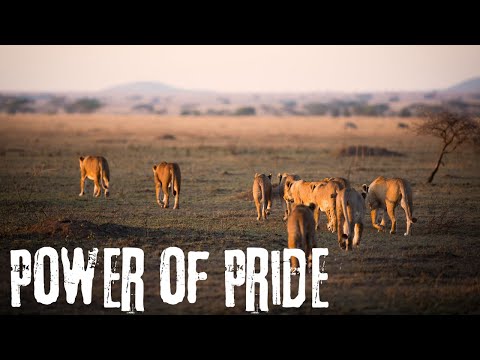 How Lion Prides Work!