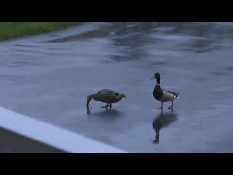 Rainy day visitors to the Nest 1of2