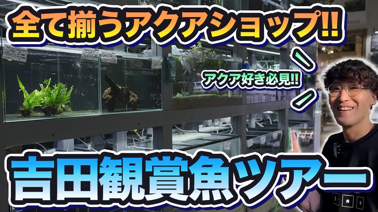 プロが案内する全部揃うアクアショップ｜吉田観賞魚店内ツアー【鯉】【金魚すくい】【メダカ】【グリーンギャラリーガーデンズ】