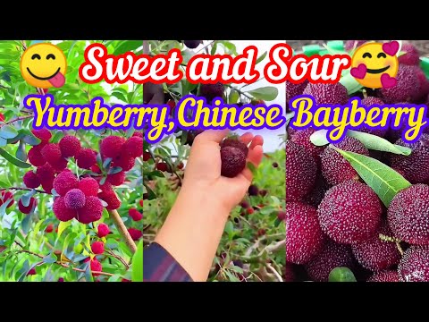Enjoy Beautiful Nature With Rural Life # 49_ Sweet and Sour🥰 Yumberry,Chinese Bayberry