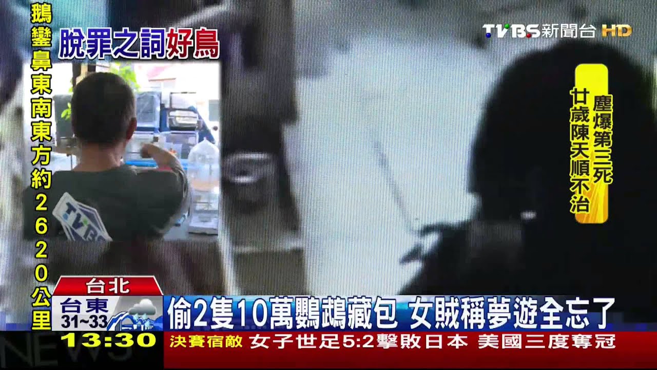 偷2隻8萬鸚鵡藏包 女賊稱夢遊全忘了