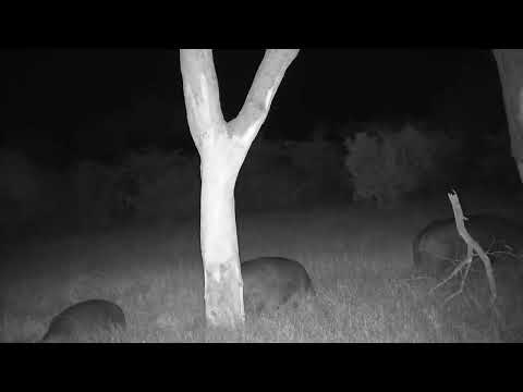 Djuma: Hippo mom and two calves grazing on Open Area - 18:50 - 08/14/2023