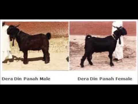 , title : 'Dera Din Panah Goat Doodh/Gosht/Hair K Liye Dr Ashraf Sahibzada'
