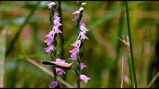 A Wild Orchid Weed of Southern Japan, Spiranthes sinensis