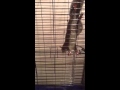Tinkerbell Video 13