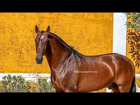 Lusitano horse | Sportive Lusitano Stallion 2017 (#MP518)