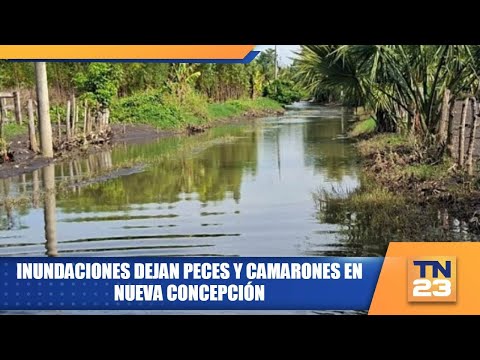 Inundaciones dejan peces y camarones en Nueva Concepción