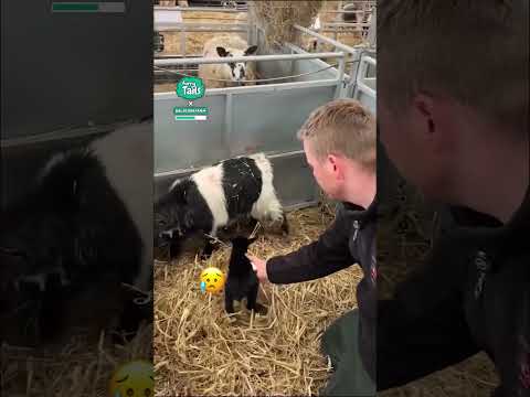 Helping out with the baby goats