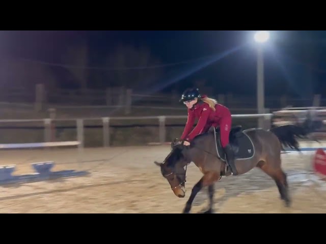 Ruin Franse rijpony PFS Te koop 2021 Bruin / Bai ,  MOVIE STAR TILIA PFS