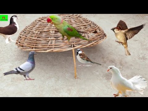 creative Technology Easy Bird Trap pigeon catch with wood basket by pk Altaf ahmad secrets