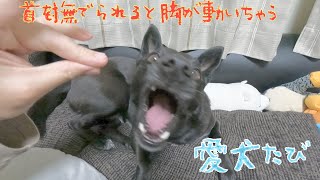 首を撫でられると不思議と脚が動いちゃう愛犬たび