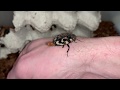 Question Mark Cockroaches Question Mark Cockroaches