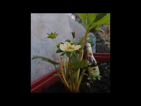 bluedoom & Santana Cid - Baltimore