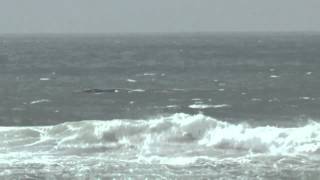 preview picture of video 'Whales @ Barra da Lagoa, Florianópolis'