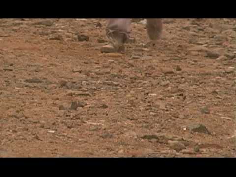 DIOS PROVEERA ( El Vago Villa Ft Makiko)