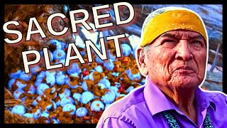 Download lagu Native American (Navajo) People Use This Plant For Many Different Things. mp3