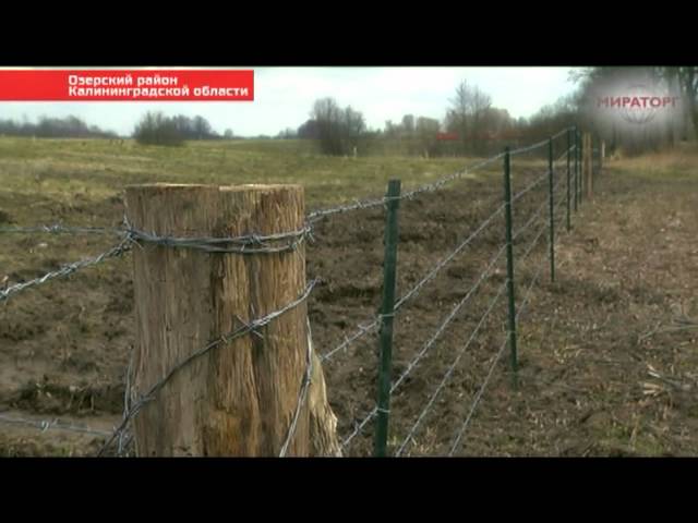 Компания "Мираторг"